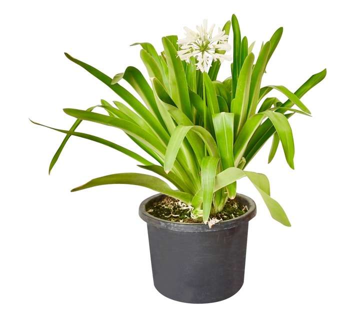 Colorweis Agapanthus Snow Storm Pot (170mm)