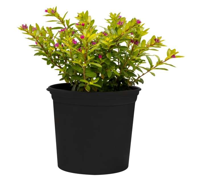 Colorweis Cuphea Hyssopifolia Cocktail Pot - Purple (150 x 150 x 300mm)