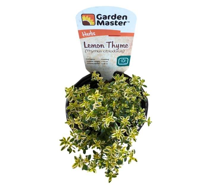 Garden Master GM4050 Lemon Thyme Herb Pot (120mm)