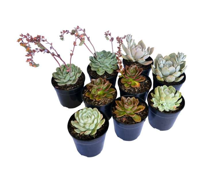 SB Echeveria Potted Plant (120mm)