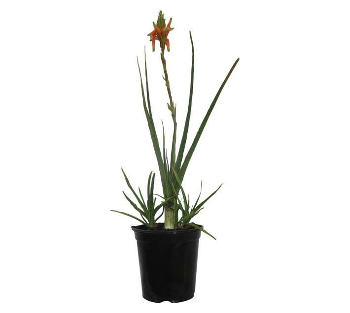 Aloe Cooperi (20cm Pot)