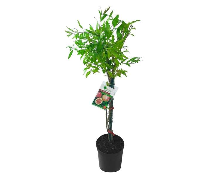 Giving Trees Kazake Pomegranate Fruit Tree (230mm)