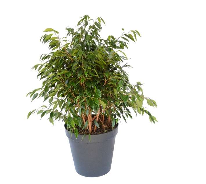 Plantimex FILL30B Ficus Lemon Lime Bush (300mm)