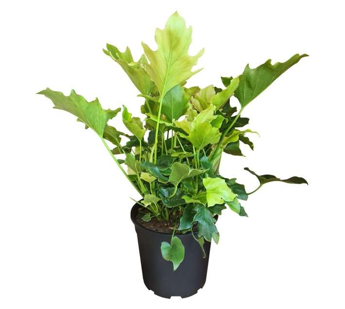 Colorweis Philodendron pot (170mm)
