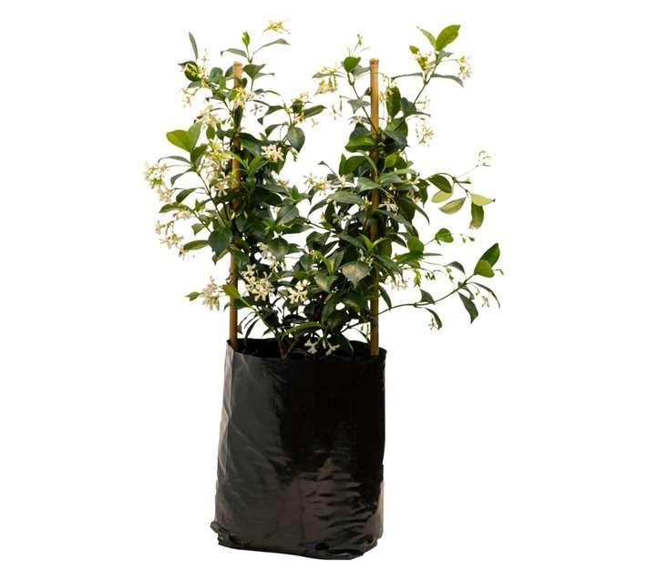 Colorweis Trachelospernum Jasmin Staked Bag (10L)