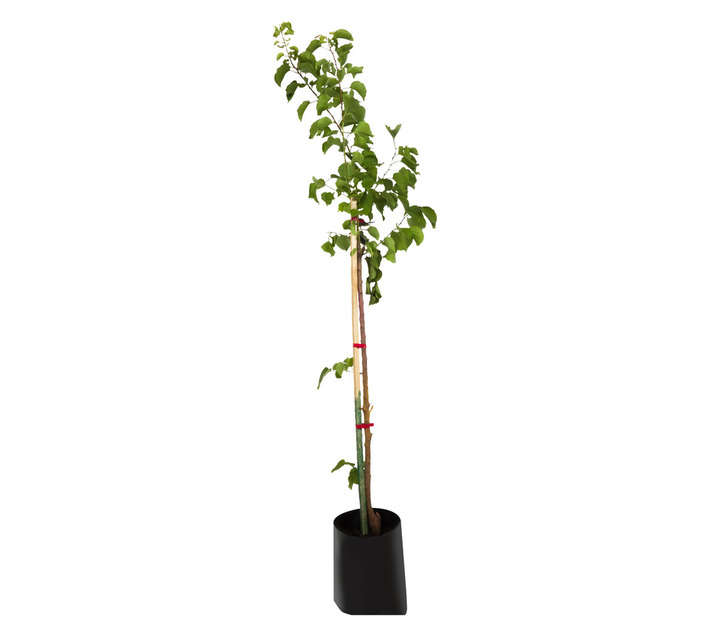 Giving Trees Peeka Apricot Fruit Tree (10L)