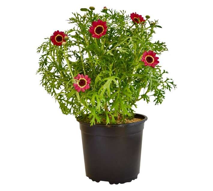 Colorweis Argyranthemum Madeira Pot (170mm)