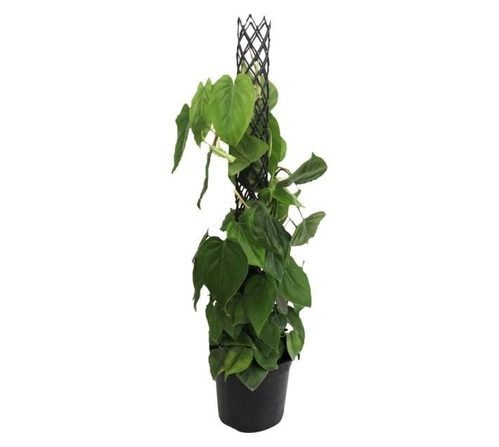 Florex Philodendron Scandens (250mm)