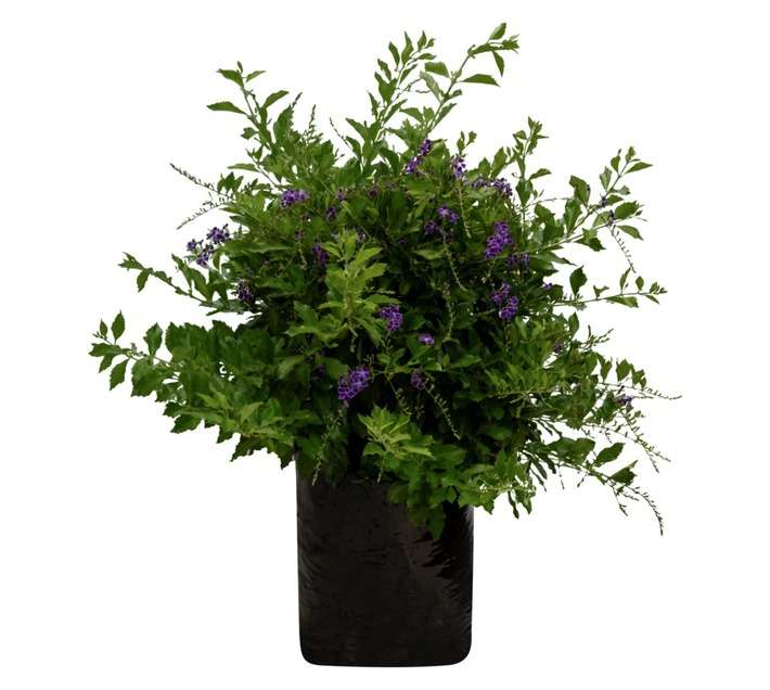 Colorweis Duranta Sapphire Showers Bag (10L)