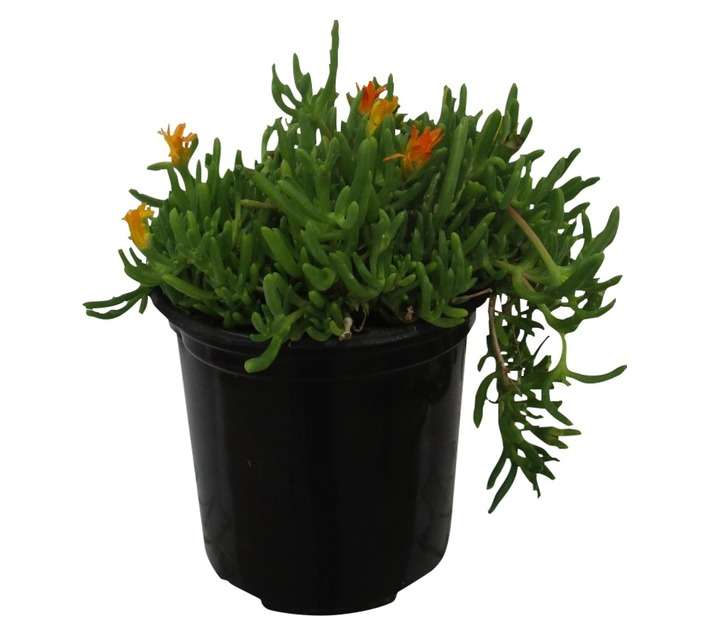 Lampranthus Assorted (15cm Pot)
