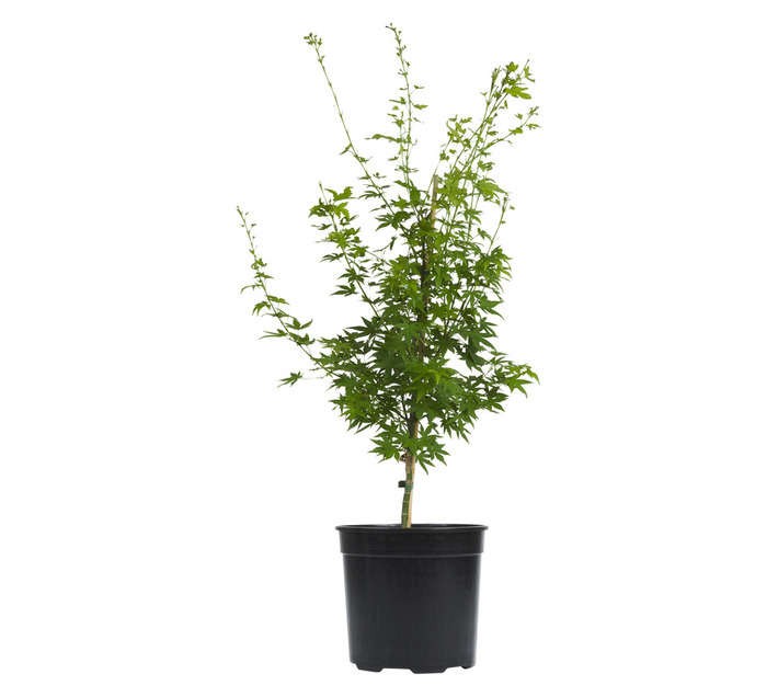 Plantimex Acer Palmatum Japanese Maple Tree (250mm)