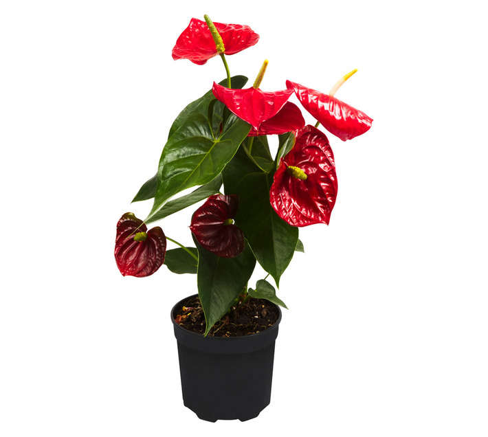 LVG Anthurium Plant (190mm)