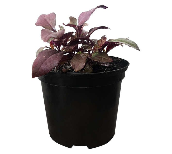 Andy Titterton Alternanthera Potted Plant (150mm)