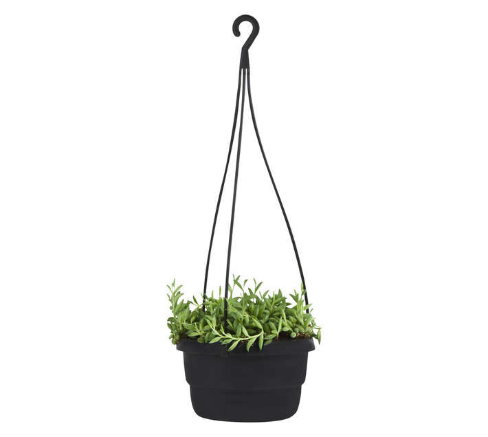 Plantimex Senecio String of Bananas Potted Plant (160mm)