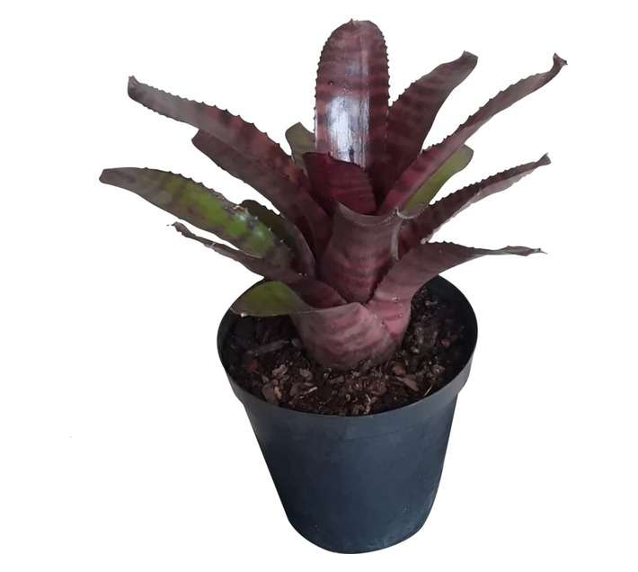 Airely Farms Neoregelia Potted Plant - Assorted (200mm)