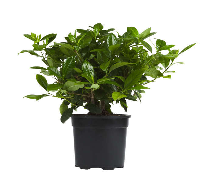 Plantimex GARD16.5B Gardenia Bush Potted Plant (160mm)