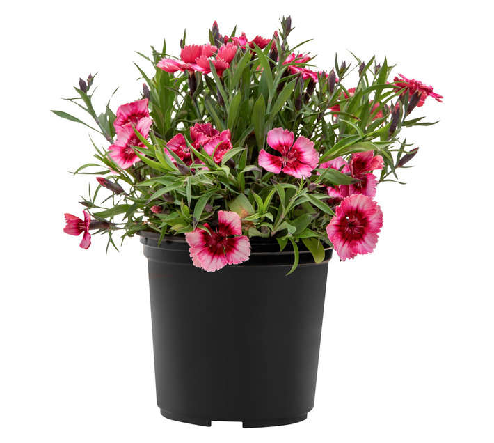Colorweis Dianthus Corona Pot - Cherry Red (150 x 150 x 300mm)