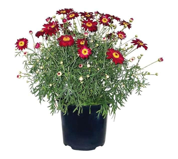 Andy Titterton Argyrantthemum Potted Plant - Assorted (150mm)