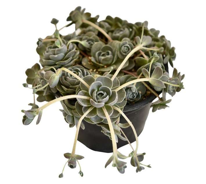 Plantimex Water Smart Succulent Pot (100mm)