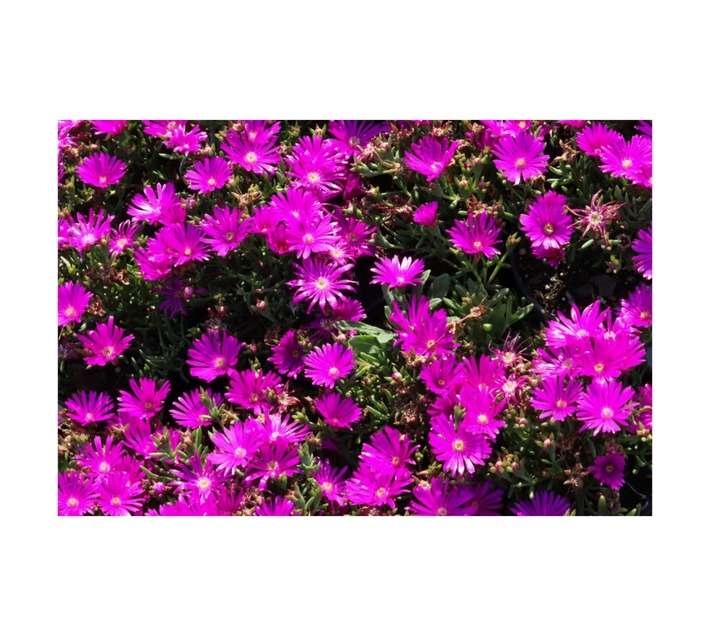 Malanseuns Vygie Purple Parade Potted Plant (120mm)