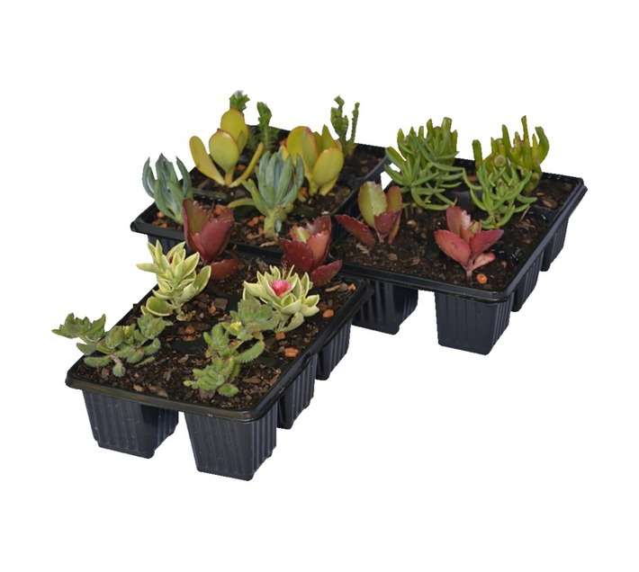Swashbuckle 6 x Succulent Mix