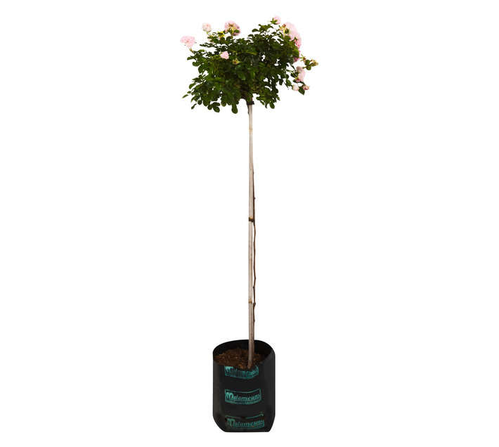 Malanseuns My Granny Standard Potted Plant (10L)