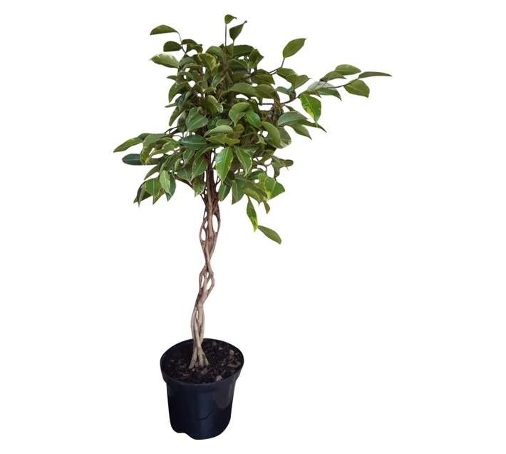 Airely Farms Ficus Golden King Braid Potted Plant (200mm)