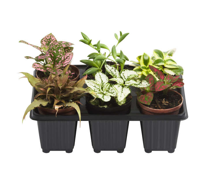 Florex 6 Pack Tray Tom Thumb Potted Plants (100mm)