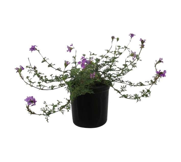 Verbena Assorted (15cm Pot)