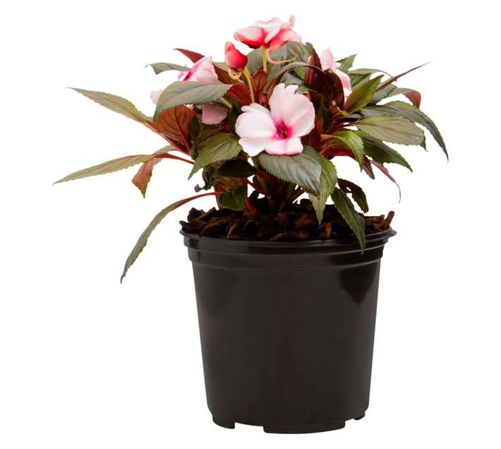 Colorweis New Guinea Impatiens Pot (170mm)
