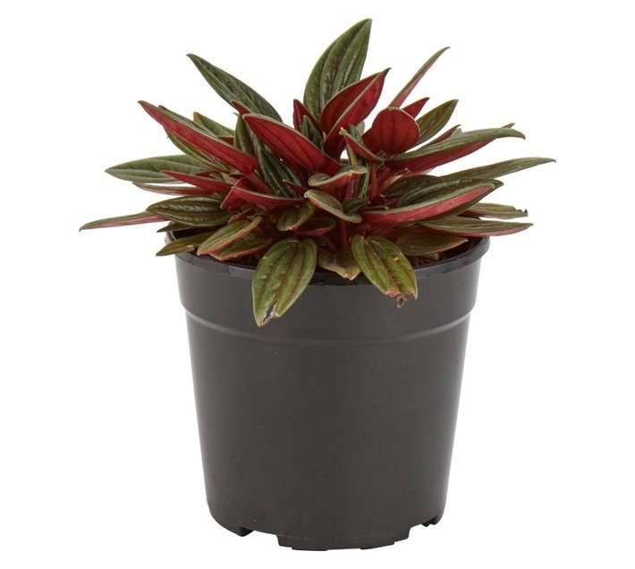 Plantimex PEZO12 Peperomia Zorro Pot (120mm)