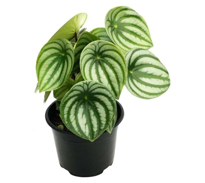 LVG Peperomia Argyreia Plant (140mm)