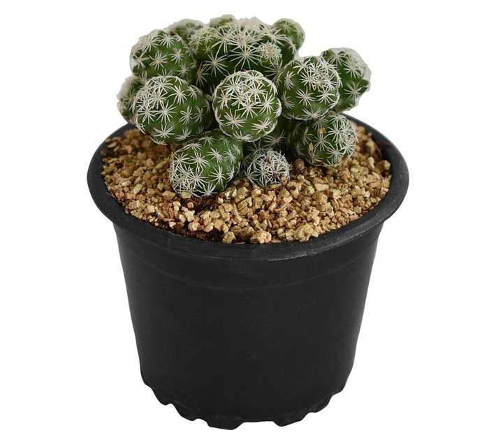 Plantimex Water Smart Cactus Pot (75mm)