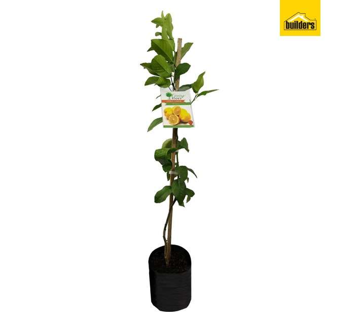 Giving Trees Citrus Varieties Seedlings (4L)