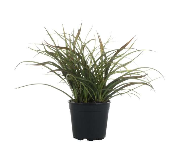 Phormium Tenax Green Baby (17cm Pot)