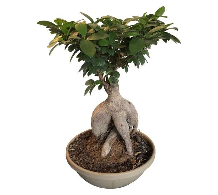 Plantimex Ficus Ginseng Bonsai Pot (250 x 250 x 400mm)
