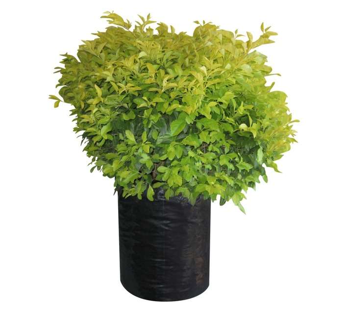 Colorweis Gold Duranta Bag (20L)