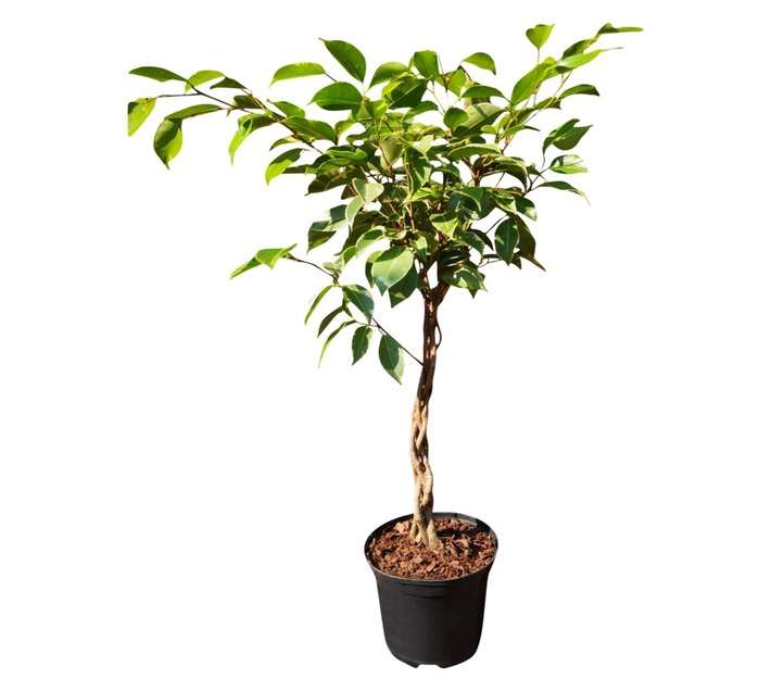 Airely Farms Ficus Golden King Braid Potted Plant (150mm)