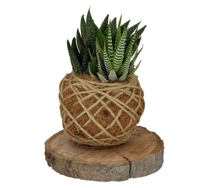 Kokedama Succulent on Cut Wood (150mm)