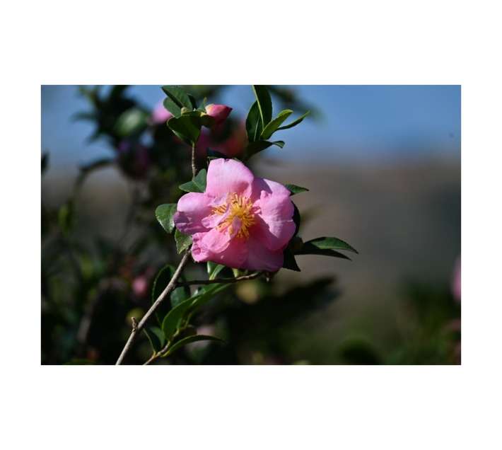 Camellia Sasanqua Jenifer Susan Pot (190mm)
