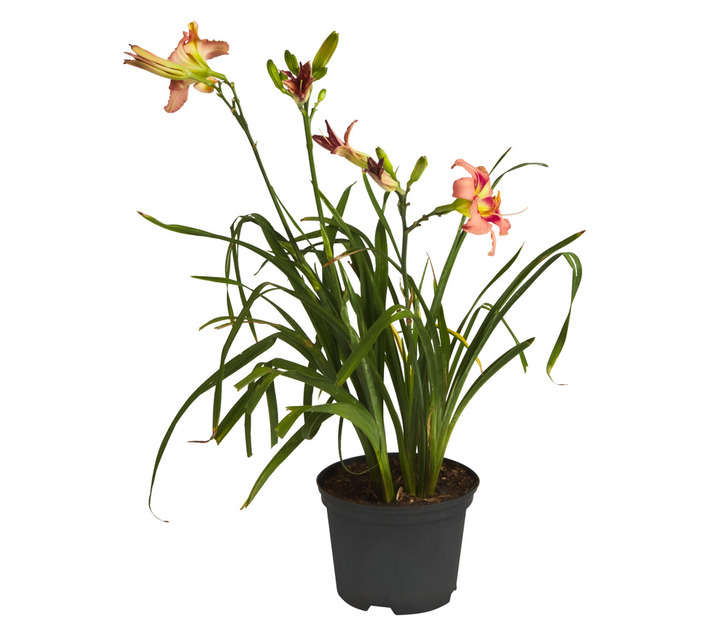 Malanseuns Hemerocallis Indy Frosted Pink Potted Plant (170mm)