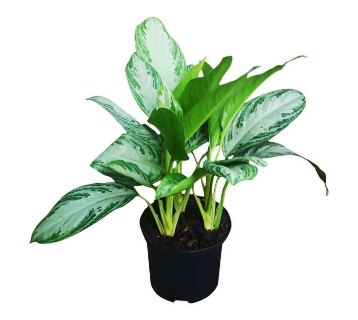 Airely Farms Assorted Aglaonema Potted Plant (250mm)