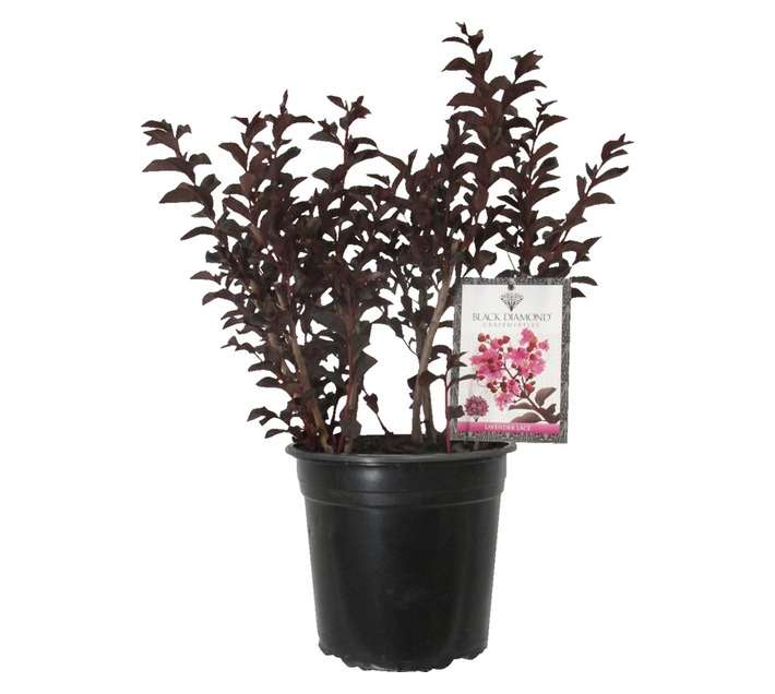 Lagerstroemia Black Diamond Lavender Lace (23cm Pot)