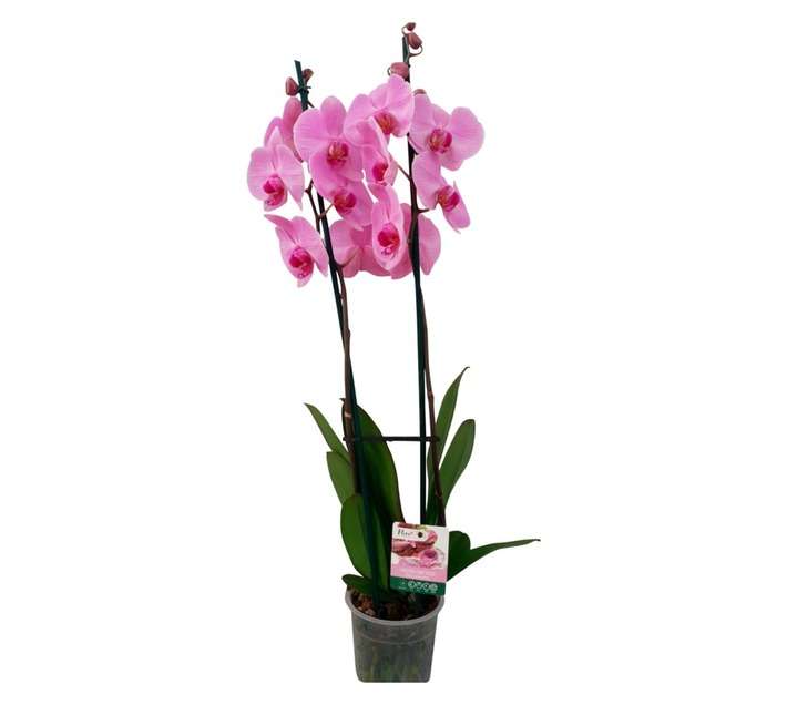House brand FS PHAL122FS Phalaenopsis two Stem with Flora Select Tag Pot (140 x 140 x 700mm)