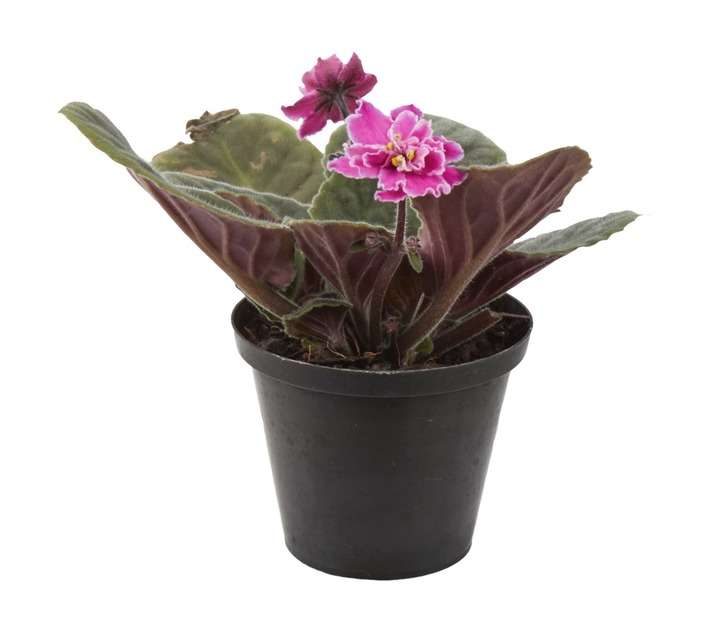Plantimex PELA18M African Violet Pot (100mm)