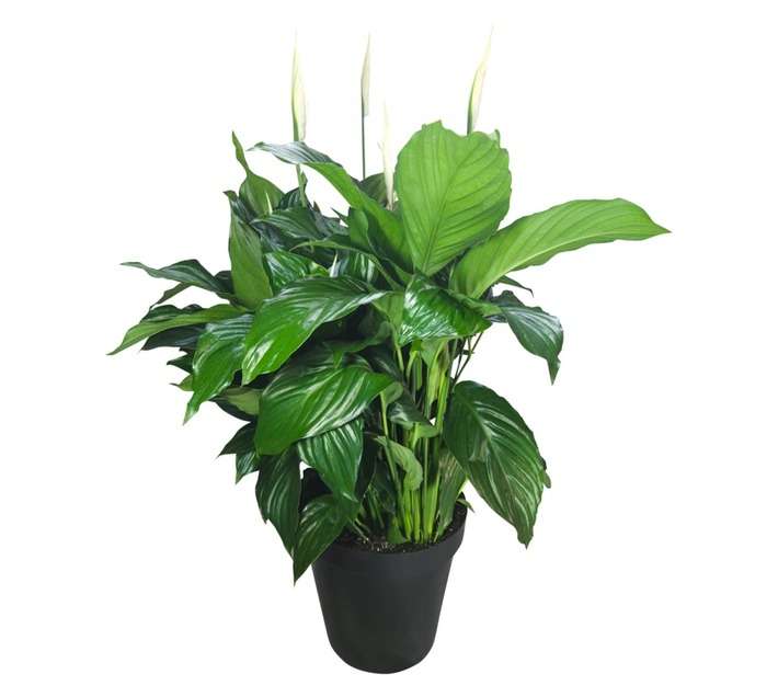 LVG 2 x Spathiphyllum Plants (300mm)