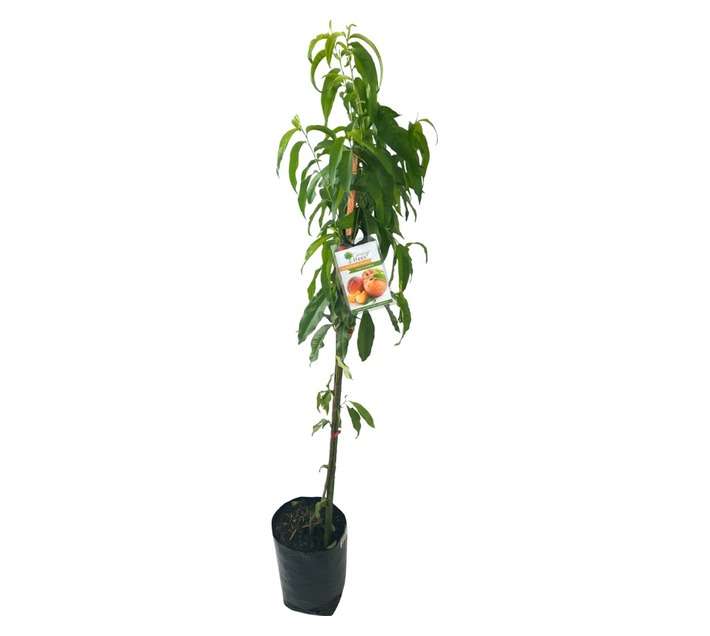 Giving Trees Earligrande Peach Fruit Tree (10L)