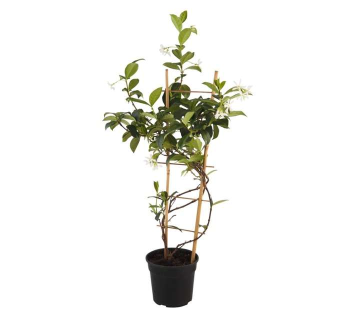 Tuberflora Trachelospermum Jasminoides (140mm)