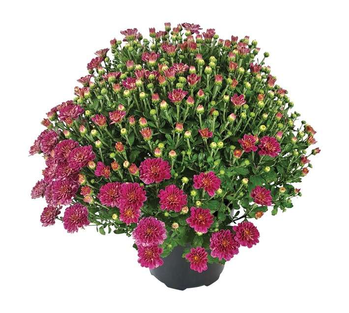 Tuberflora Chrysanthemum Potted Plant (190mm)