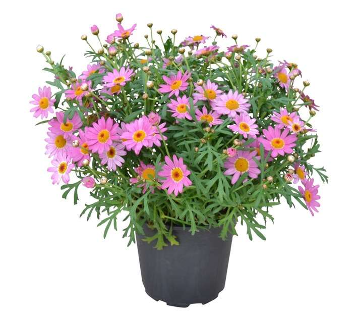 Argyranthemum Colour Pot - Assorted (140 x 140 x 120mm)